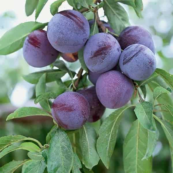 تصویر 2 از خرید و قیمت آلو جنگلی سیاه + فروش عمده